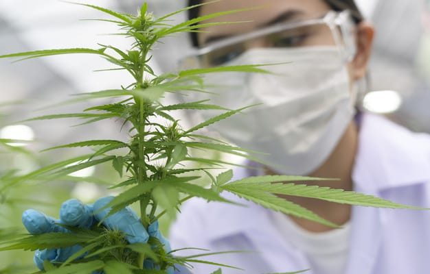 Impulsan programa formativo gratuito sobre cannabis medicinal